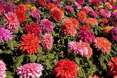 《斯普拉遁》衍生作正式公布！《斯普拉遁3》将迎来重大更新